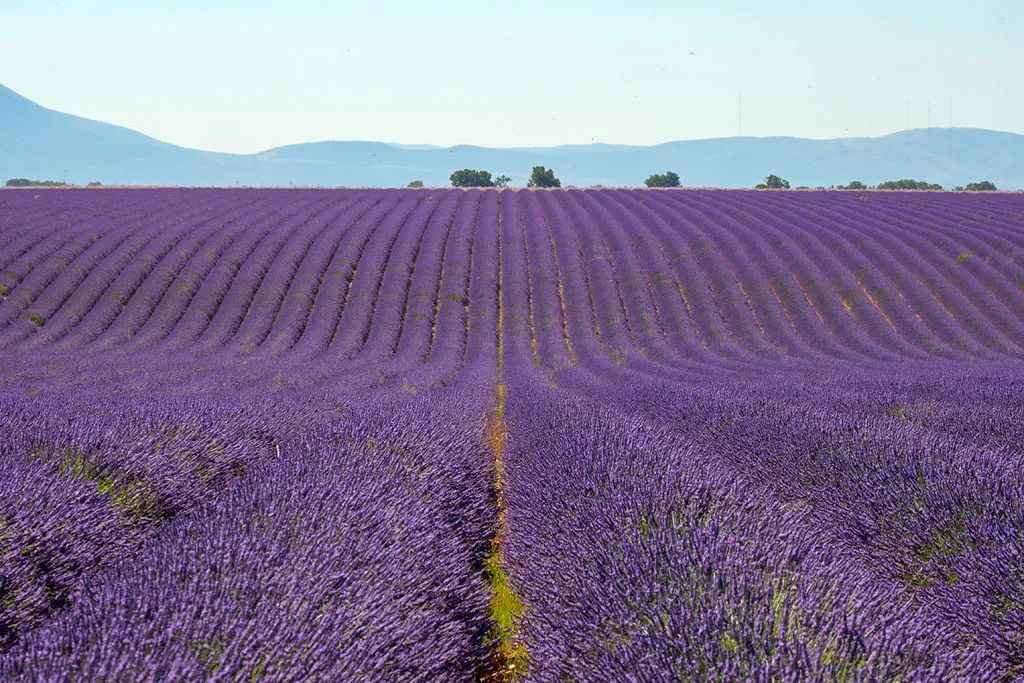 Provence’s Valensole Lavender Fields in Full Bloom: A Tapestry of Purple and Summer Celebrations